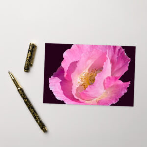 pink flower Postcard