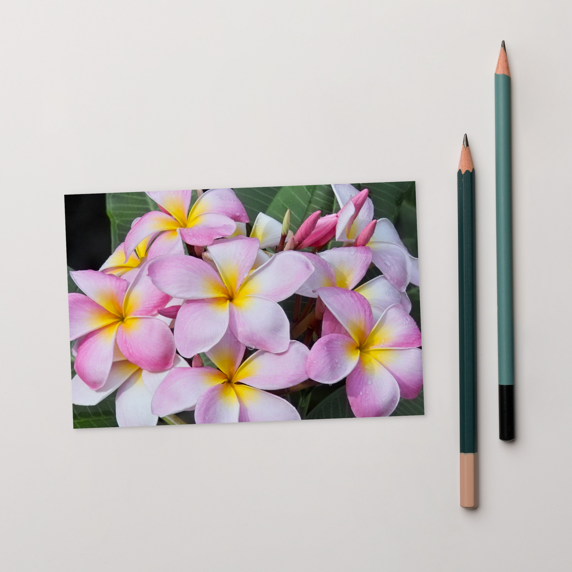 plumerias pinks Postcard