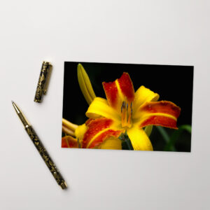 red and yellow lily Postcard