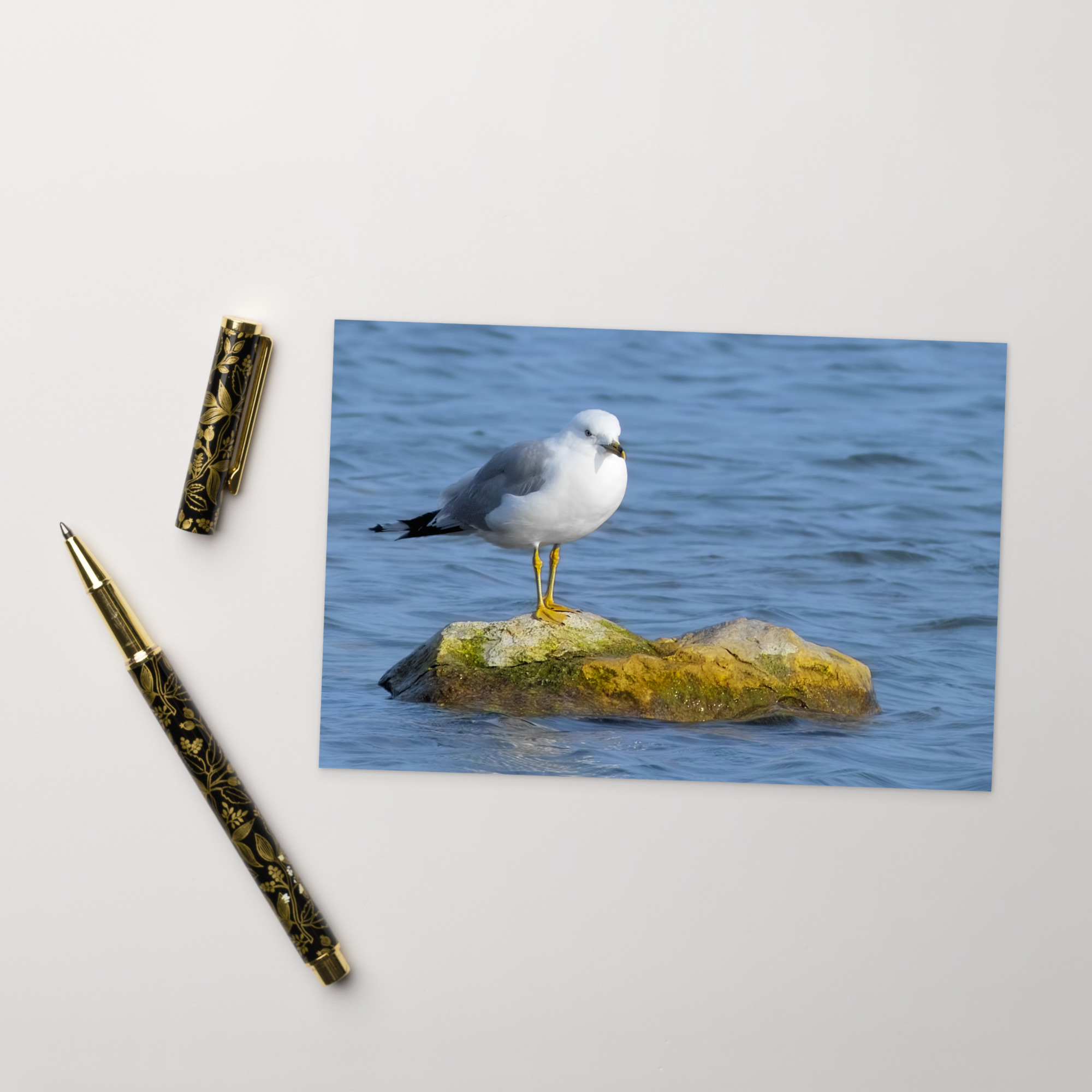 seagull on rock Postcard