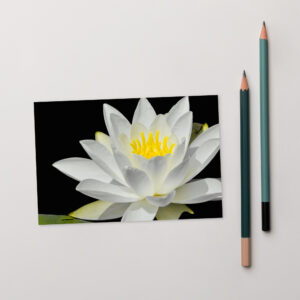 water lily Postcard