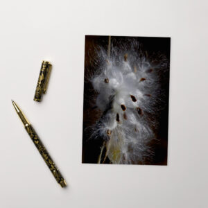 milkweed seeds Postcard