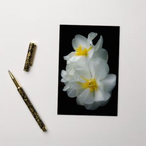 White Beautiful Flowers Postcard