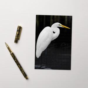 white heron tire Postcard